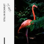 Still in Scarlet – Glas - Bild 5