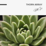 Thorn Array – Glas - Bild 5