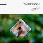 Timberwatch – Glas - Bild 5