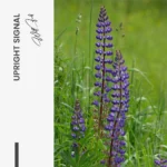 Upright Signal – Glas - Bild 5