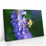 "Purple Run" - Bild 2