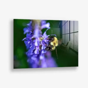 Purple Run – Glas