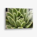 Thorn Array – Glas